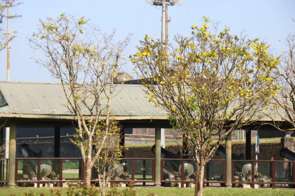 Hoàng mai Huế lỗi hẹn Tết Bính Ngọ