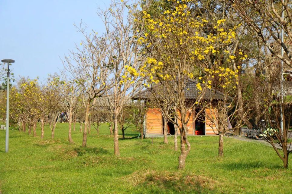 Hoàng mai Huế lỗi hẹn Tết Bính Ngọ