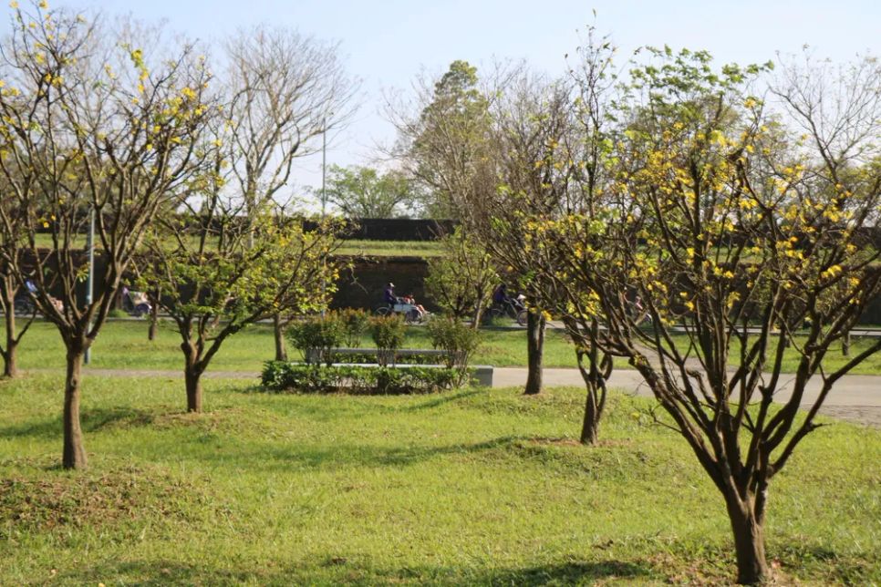 Hoàng mai Huế lỗi hẹn Tết Bính Ngọ