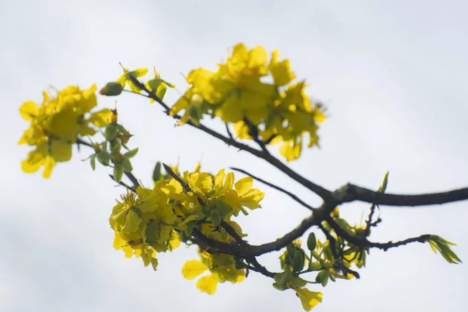 Hoàng mai Huế lỗi hẹn Tết Bính Ngọ