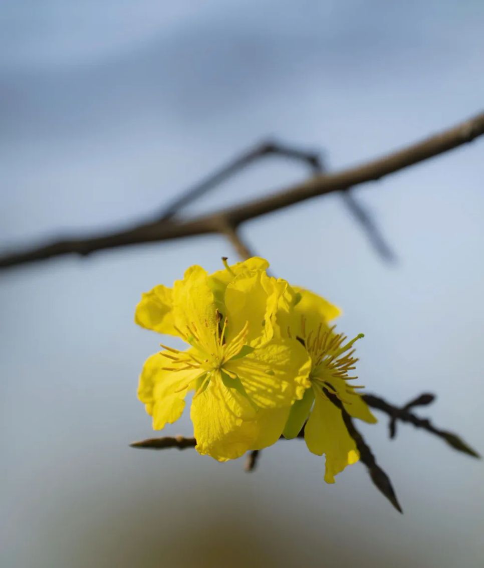 Hoàng mai Huế lỗi hẹn Tết Bính Ngọ