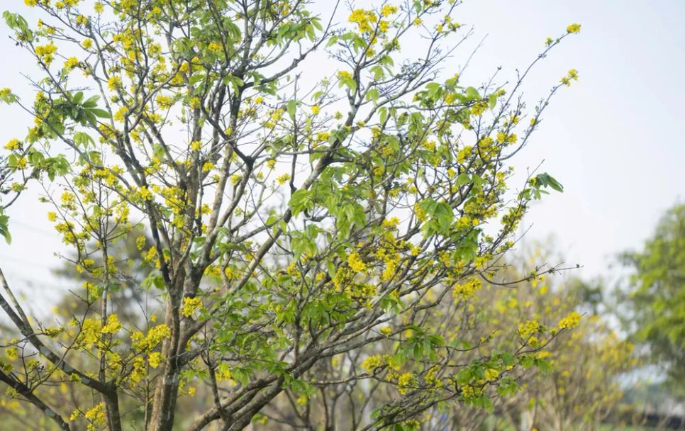 Hoàng mai Huế lỗi hẹn Tết Bính Ngọ