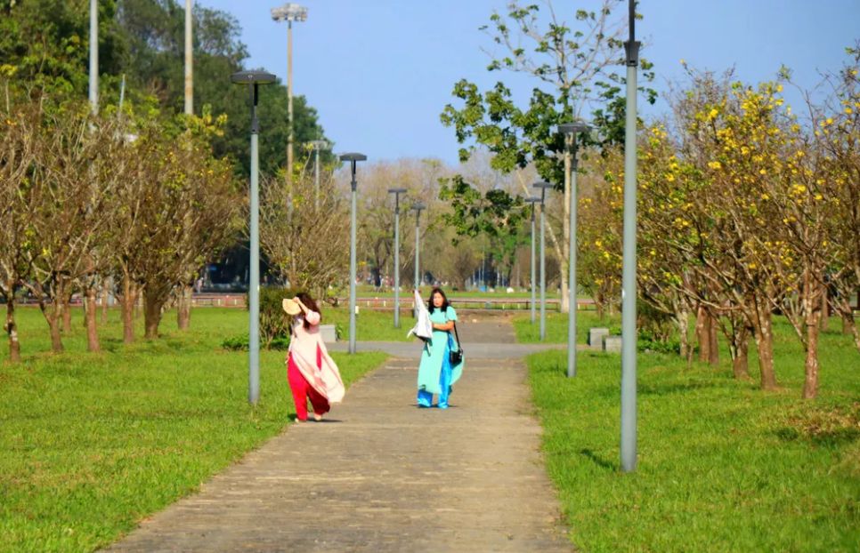 Hoàng mai Huế lỗi hẹn Tết Bính Ngọ