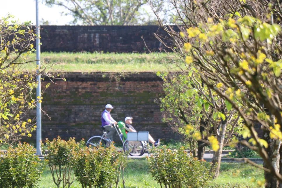 Hoàng mai Huế lỗi hẹn Tết Bính Ngọ