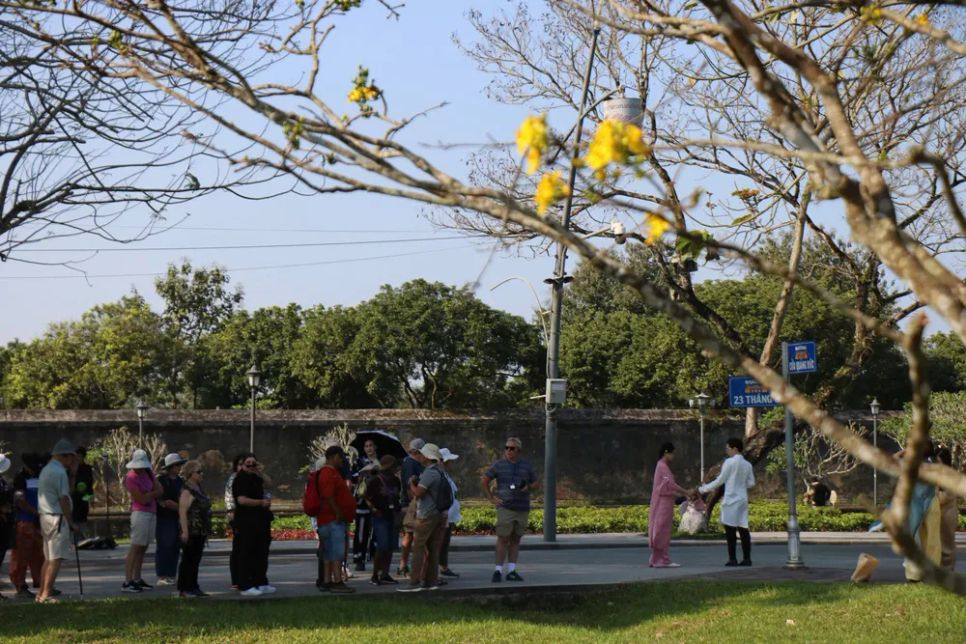 Hoàng mai Huế lỗi hẹn Tết Bính Ngọ