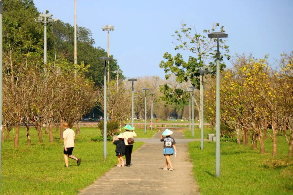 Hoàng mai trồng trước Đại nội Huế nở rộ 