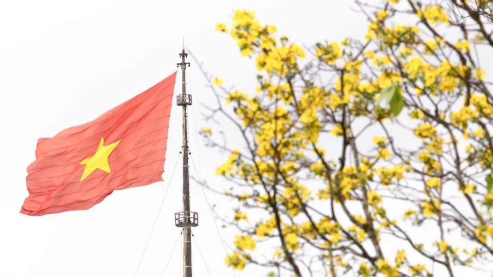 Hoàng mai vội nở, lỗi hẹn Tết Bính Ngọ