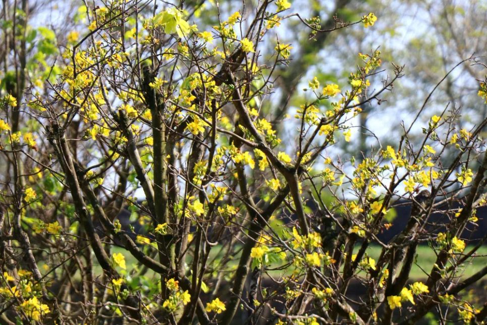 Hoàng mai vội nở, lỗi hẹn Tết Bính Ngọ ở Huế