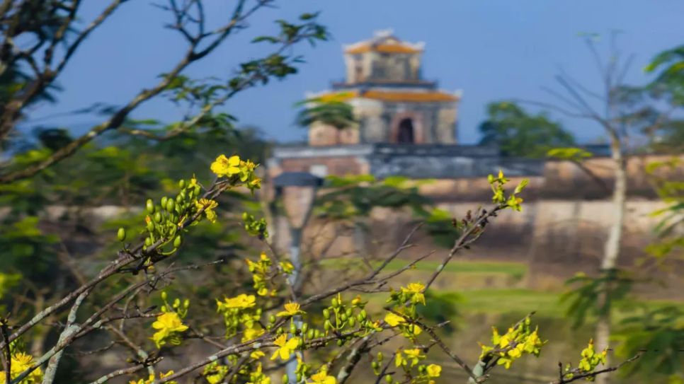 Từ đầu tháng Chạp, hơn 150 gốc hoàng mai cổ thụ trồng trước Đại nội Huế đồng loạt bung nở do nắng nóng kéo dài sau các đợt lũ chồng lũ