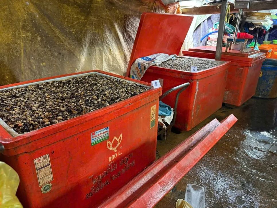 Triệt phá đường dây ngâm ốc bằng hóa chất tại TPHCM 