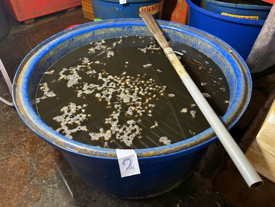 Triệt phá đường dây ngâm ốc bằng hóa chất tại TPHCM 