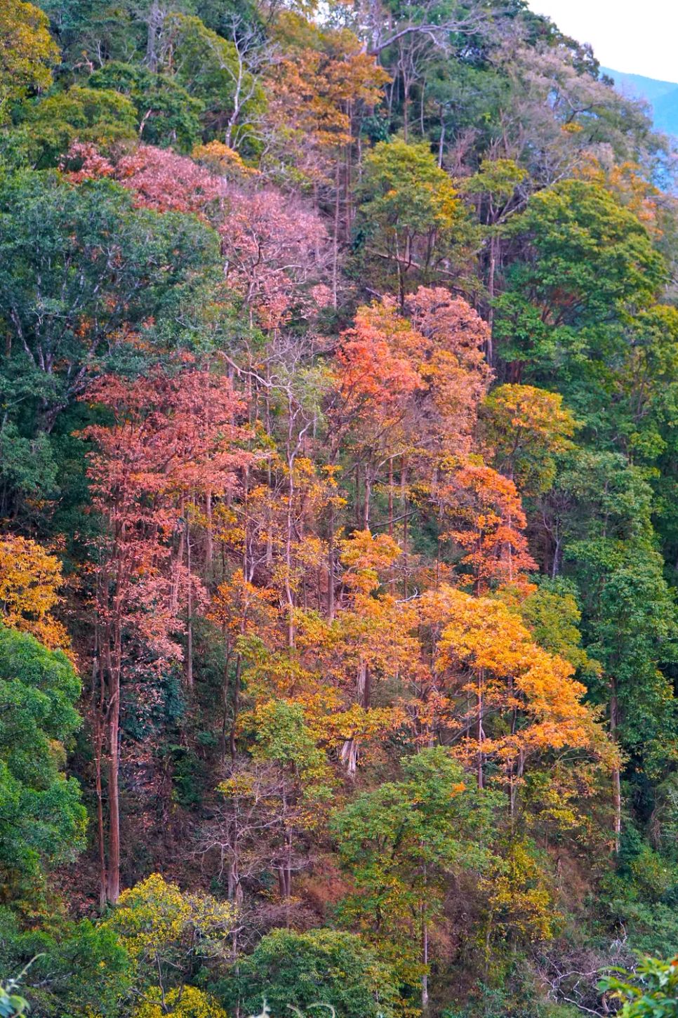 Rực rỡ sắc màu trên cung đường đèo Măng Đen