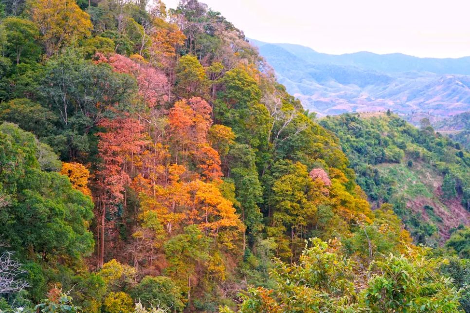 Rực rỡ sắc màu trên cung đường đèo Măng Đen