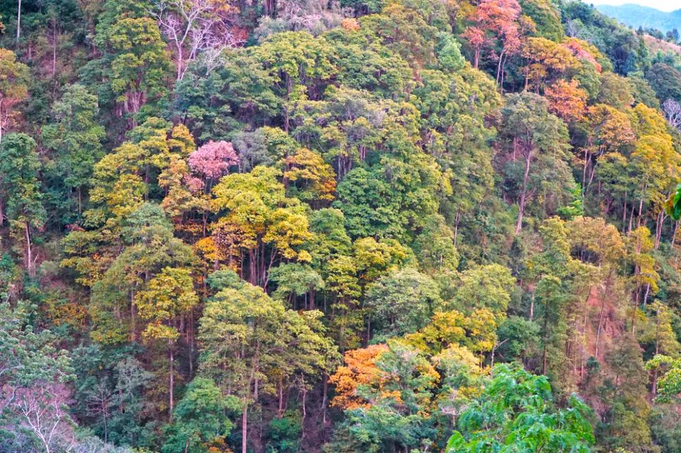 Rực rỡ sắc màu trên cung đường đèo Măng Đen