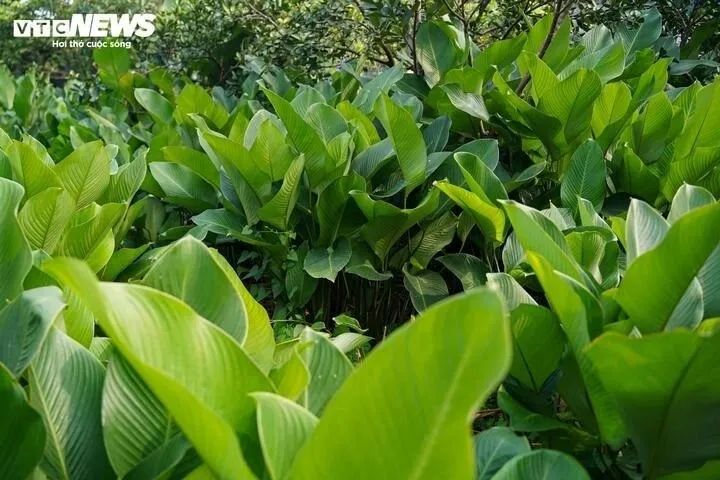 <p>Cận Tết Nguyên đán Bính Ngọ 2026, làng lá dong Tràng Cát (Hà Nội) vào vụ thu hoạch lớn nhất năm. Khắp làng, hàng trăm hộ dân tất bật cắt, bó lá dong để gấp rút đưa ra thị trường.</p>