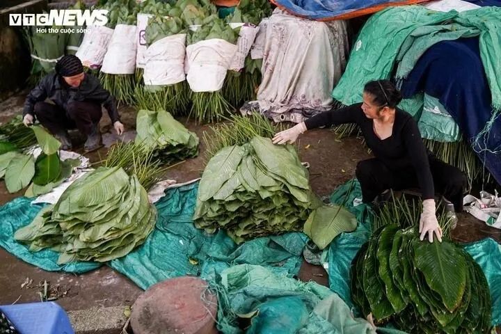 <p>Gia đình bà Xuân có 2 mẫu ruộng trồng lá dong. Những ngày cận Tết, đơn hàng tăng đột biến khiến gia đình bà, cũng như nhiều hộ trong làng, phải thuê thêm nhân công để kịp thời cắt lá. “Thời điểm này hầu như không có ngày nghỉ, mưa hay nắng đều phải làm. Bù lại, thu nhập dịp cận Tết khá hơn, trừ chi phí mỗi mẫu lãi khoảng 15–20 triệu đồng”, bà Xuân chia sẻ.</p>