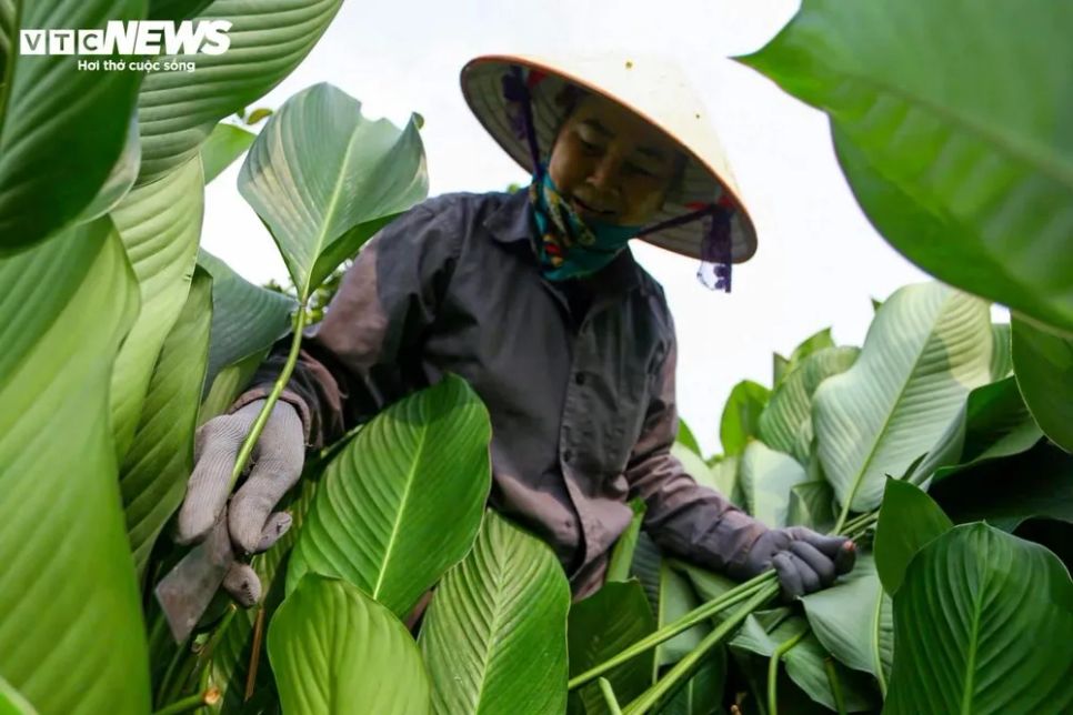 <p>Khi thu hoạch, người dân dùng dao bổ cau cắt sát gốc lá, giúp cây nhanh phục hồi để sau Tết, sang tháng Giêng, lứa lá non tiếp tục sinh trưởng.</p>