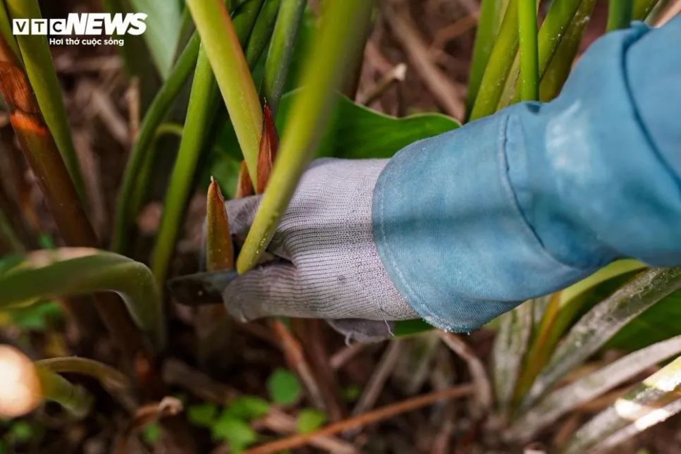 <p>Mỗi ngày, người dân có thể thu hoạch 6.000 - 10.000 lá. Lá dong loại to, đẹp có giá 130.000 - 250.000 đồng/bó 100 lá, trong khi loại nhỏ dao động 60.000 - 80.000 đồng/bó 100 lá.</p>