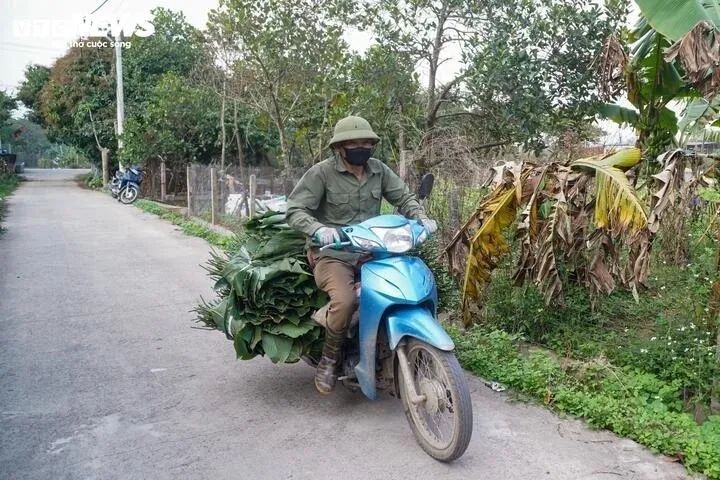 <p>Những chuyến xe chở lá dong nối đuôi nhau rời làng, khiến không khí ở 