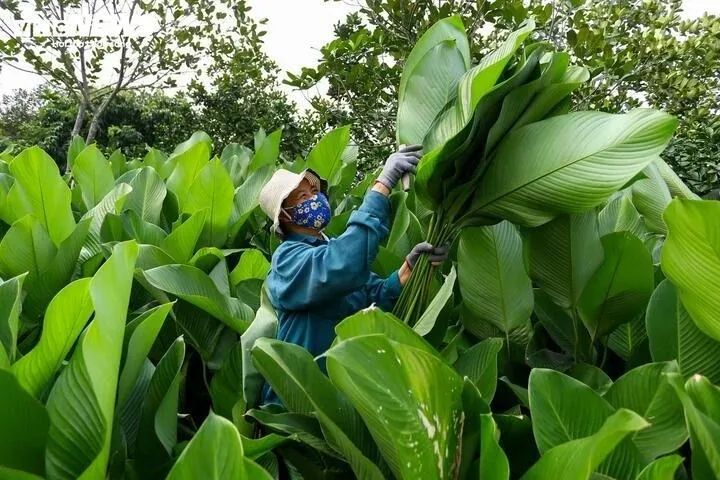 <p>Những ngày này, làng Tràng Cát lúc nào cũng đông người ở vườn để hái lá dong.</p>