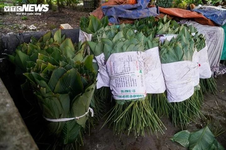 <p>Sau khi được làm sạch, từng bó lá dong được đem ủ nhằm giữ độ tươi và màu xanh trước khi xuất bán ra thị trường.</p>