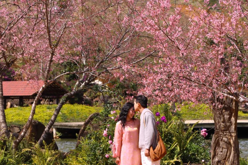 Các bạn trẻ chụp ảnh bên hoa anh đào