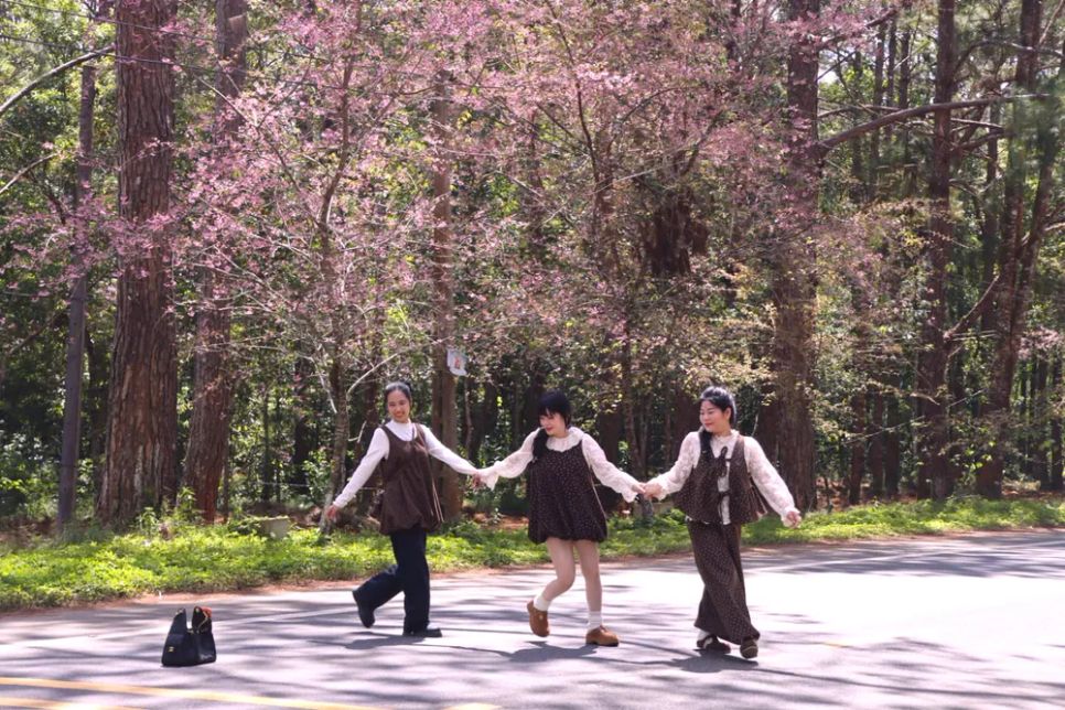 Chụp ảnh, lưu lại khoảnh khắc bên sắc hoa anh đào