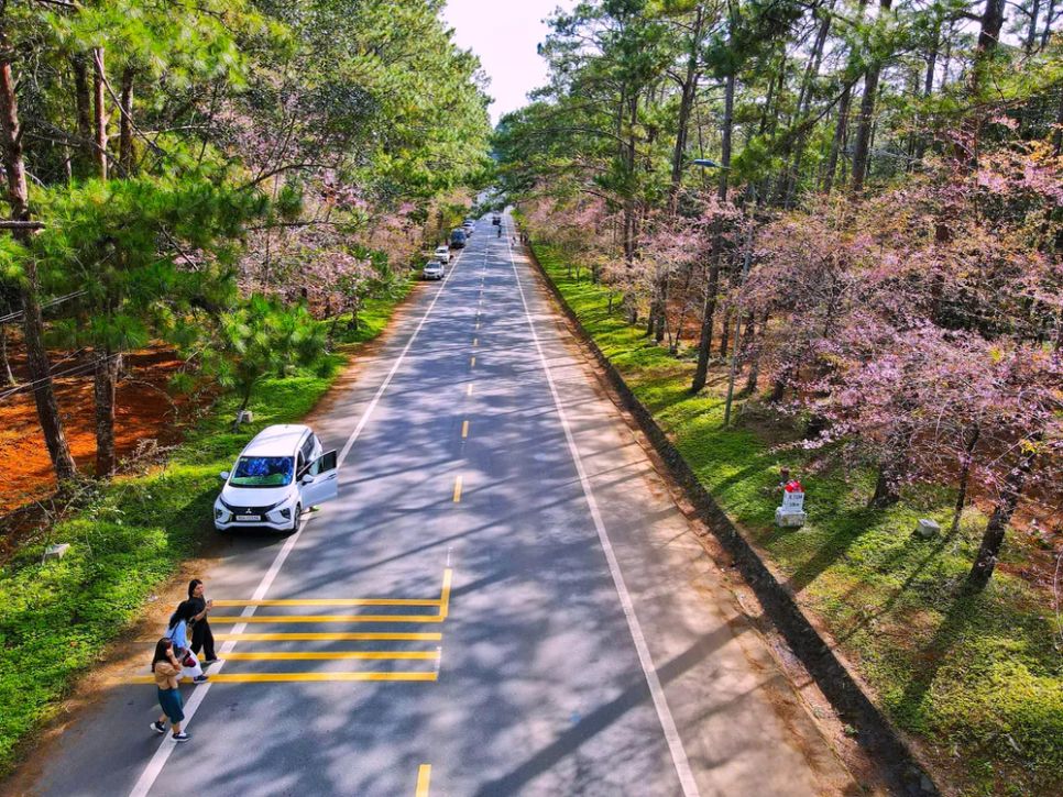 Con đường dẫn vào Măng Đen rợp bóng hoa anh đào