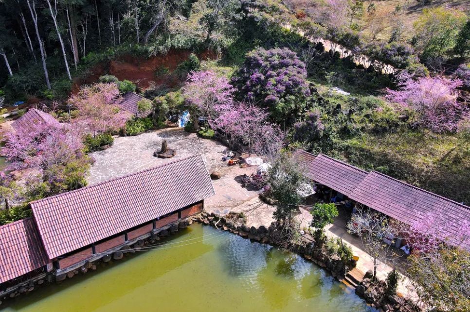 Điểm du lịch hồ ngập tràn sắc hồng hoa anh đào