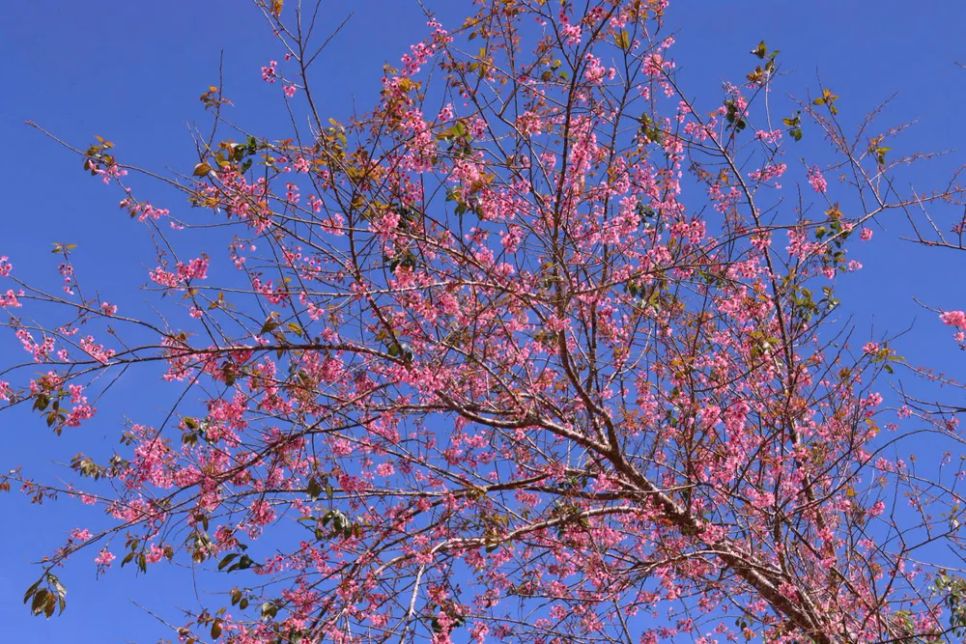 Hoa anh đào bung nở rộ