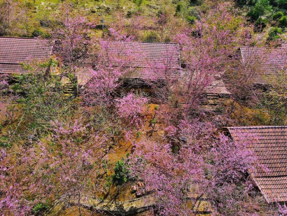 Hoa anh đào phủ sắc những căn nhà