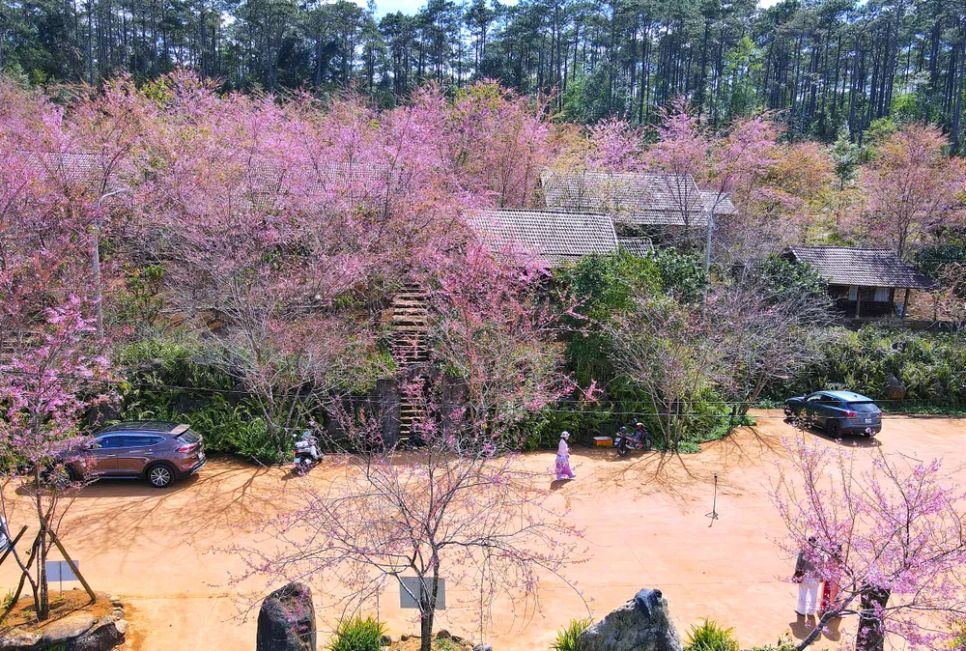 Những khu vườn nở rộ hoa anh đào