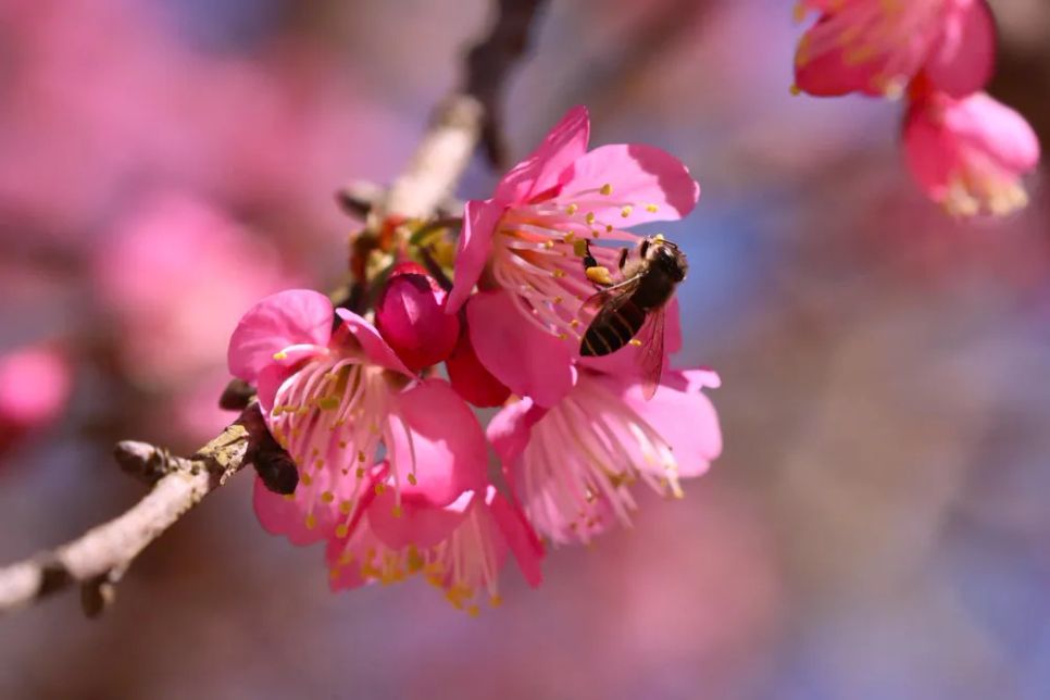 Ong hút mật hoa anh đào