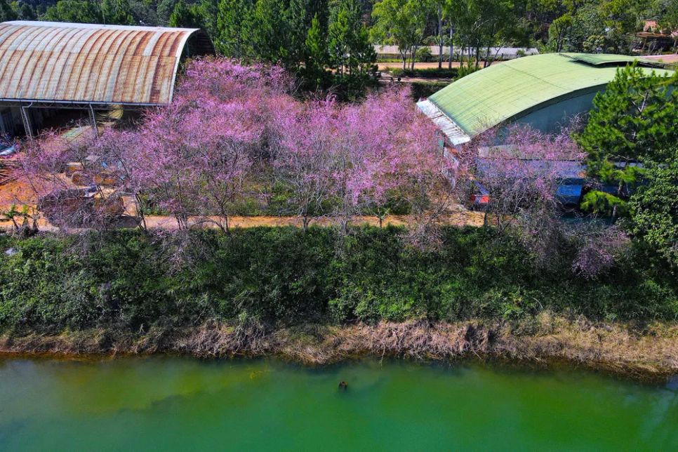 Sắc hoa anh đào nằm ven hồ