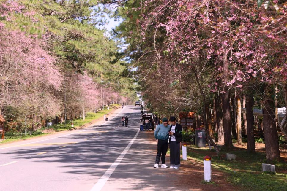 Tuyến đường ngập sắc hoa