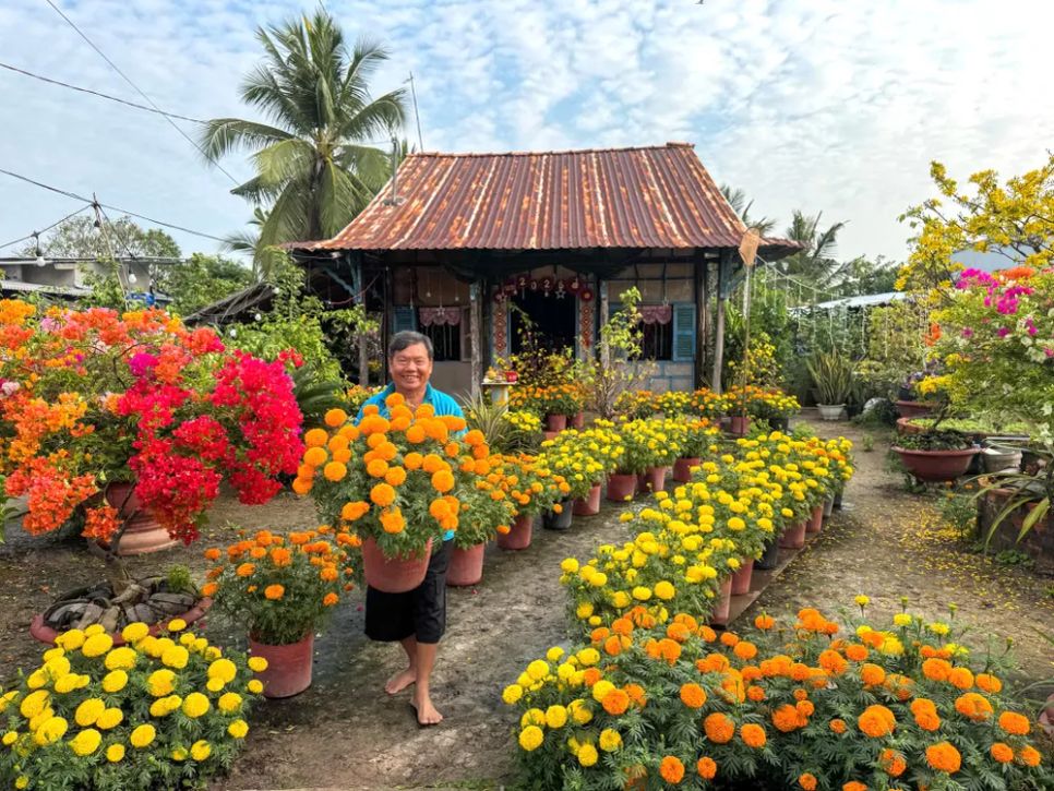 Tết Nam bộ thân thương với những chậu vạn thọ mang sắc vàng rực rỡ, ấm áp