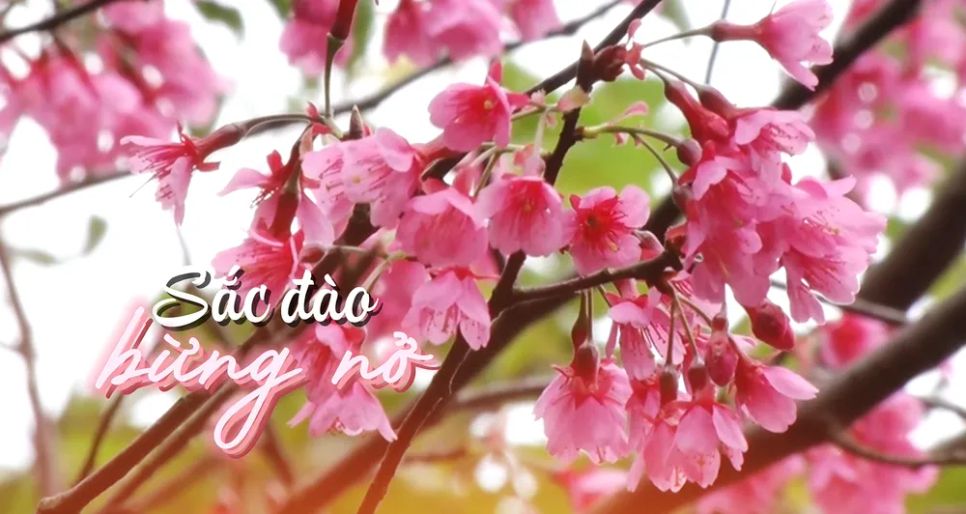 Mở hội hoa đào vùng biên viễn