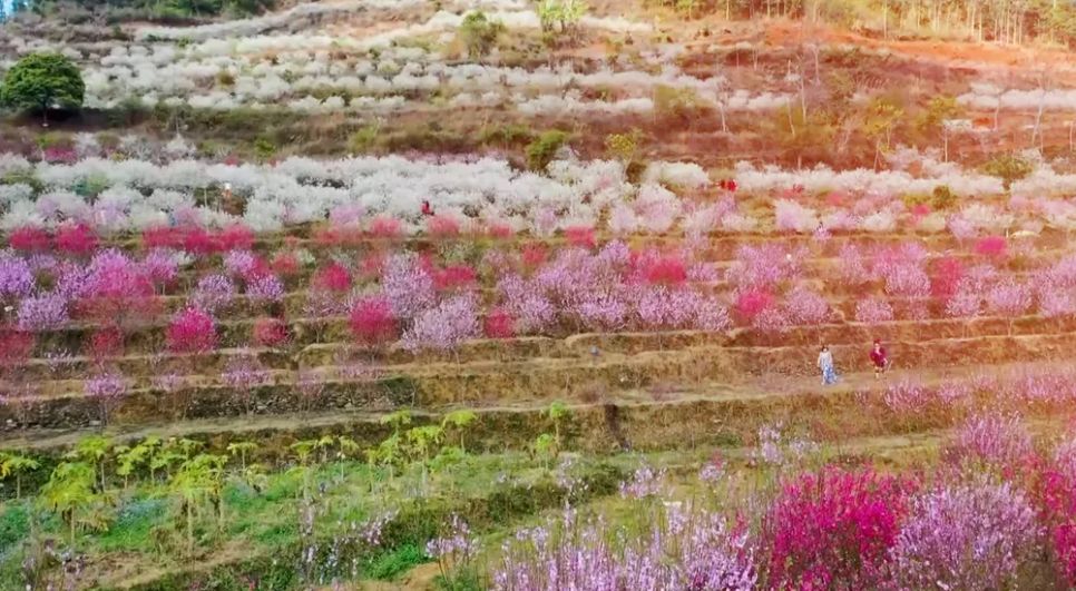 Mở hội hoa đào vùng biên viễn