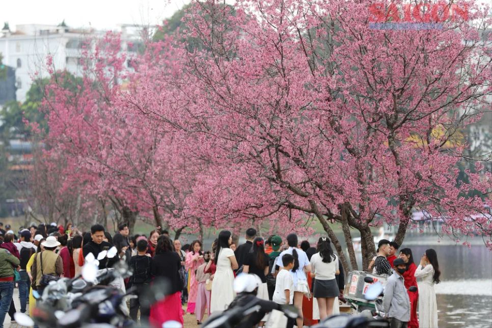 Du khách chen chân ngắm Mai anh đào Đà Lạt Du khách chen chân ngắm Mai anh đào Đà Lạt