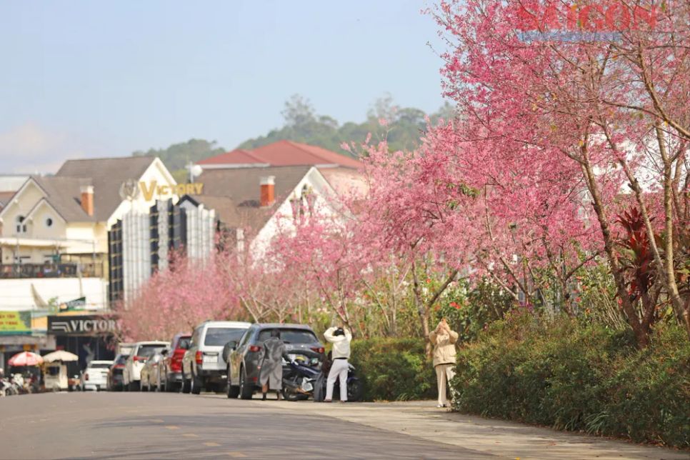Du khách chen chân ngắm Mai anh đào Đà Lạt Du khách chen chân ngắm Mai anh đào Đà Lạt