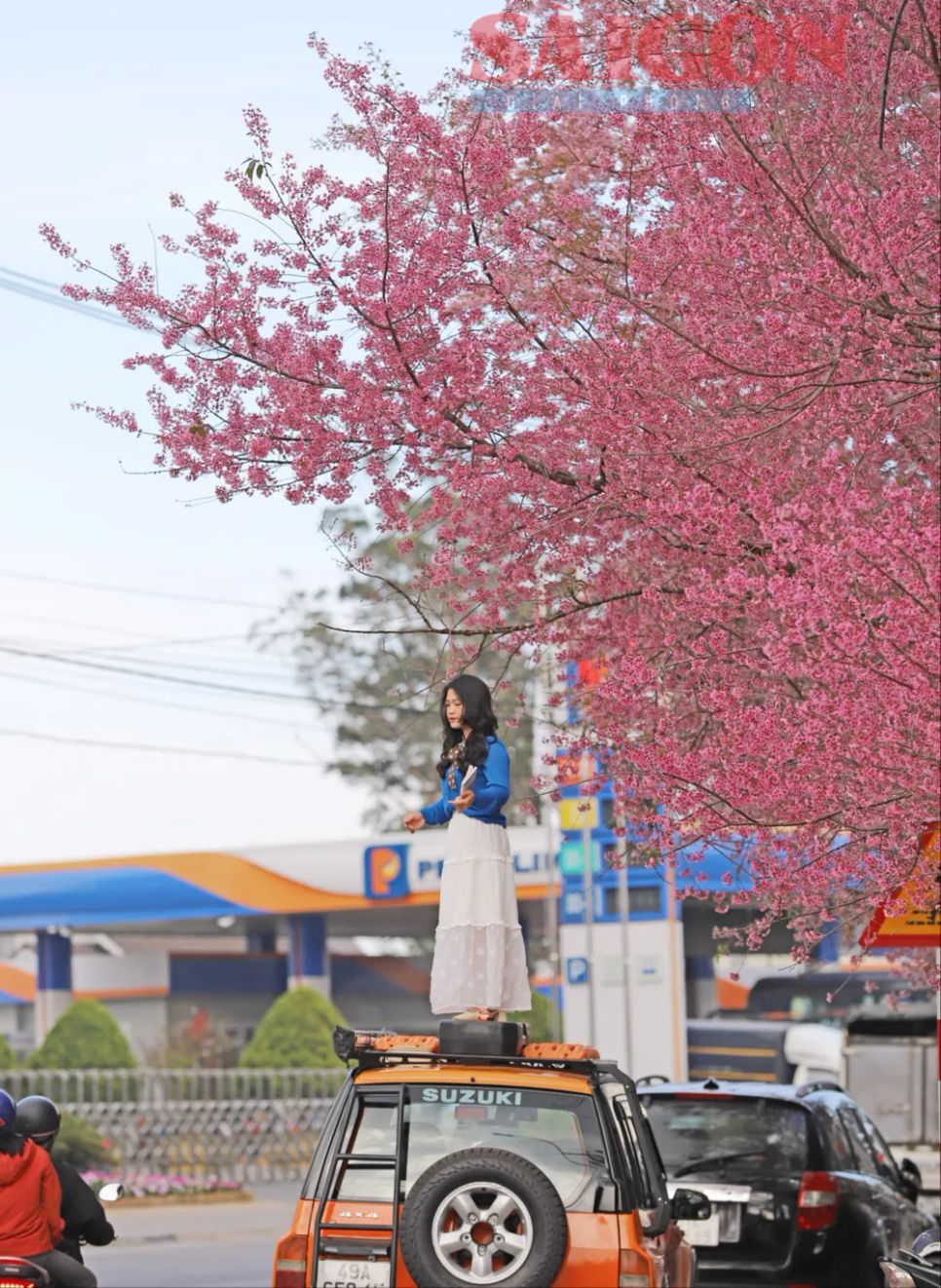 Du khách chen chân ngắm Mai anh đào Đà Lạt Du khách chen chân ngắm Mai anh đào Đà Lạt