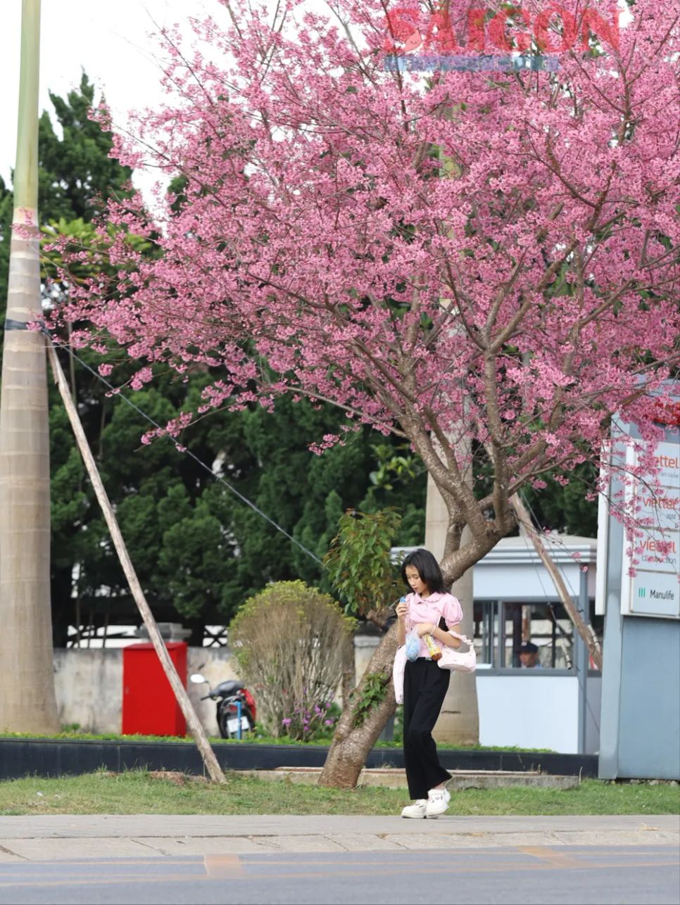 Du khách chen chân ngắm Mai anh đào Đà Lạt Du khách chen chân ngắm Mai anh đào Đà Lạt