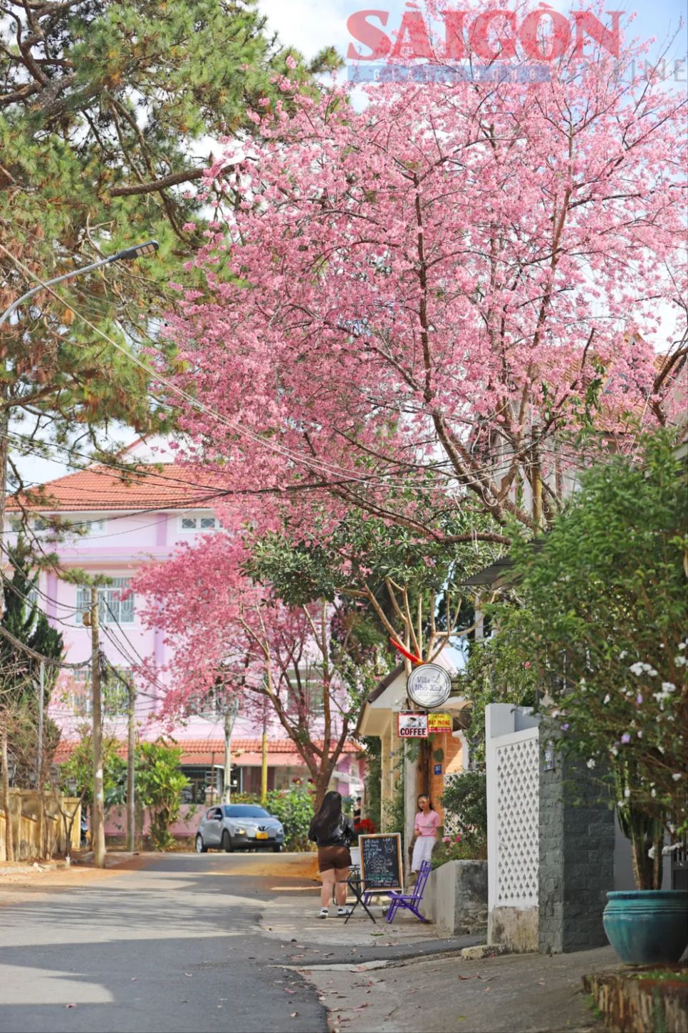 Du khách chen chân ngắm Mai anh đào Đà Lạt Du khách chen chân ngắm Mai anh đào Đà Lạt