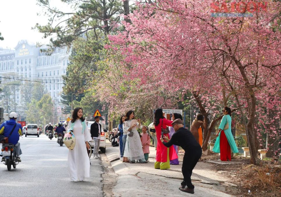 Du khách chen chân ngắm Mai anh đào Đà Lạt Du khách chen chân ngắm Mai anh đào Đà Lạt