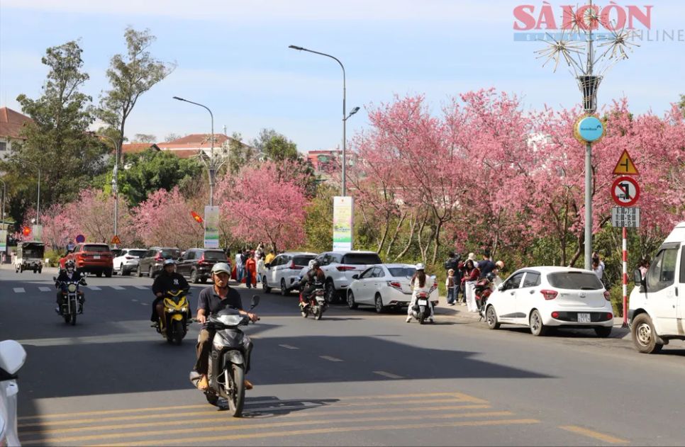 Du khách chen chân ngắm Mai anh đào Đà Lạt Du khách chen chân ngắm Mai anh đào Đà Lạt