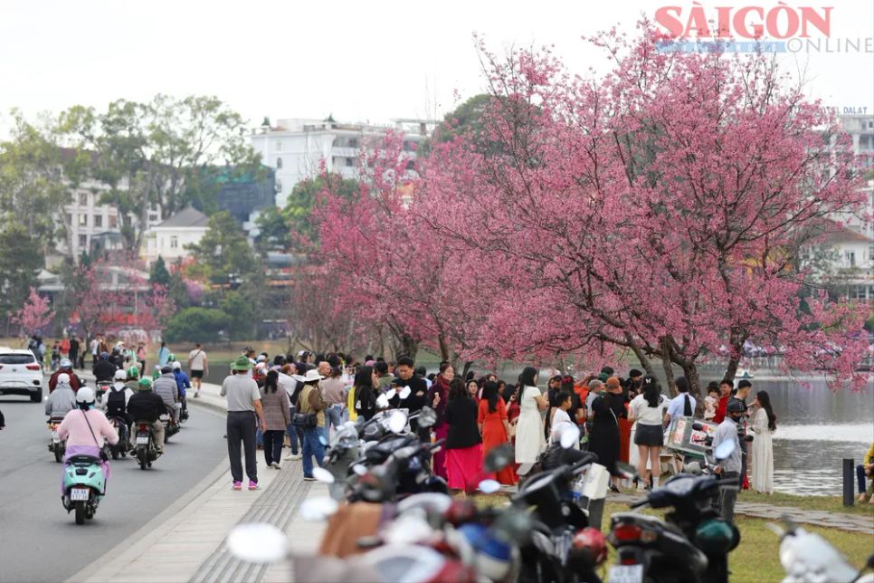 Du khách chen chân ngắm Mai anh đào Đà Lạt Du khách chen chân ngắm Mai anh đào Đà Lạt