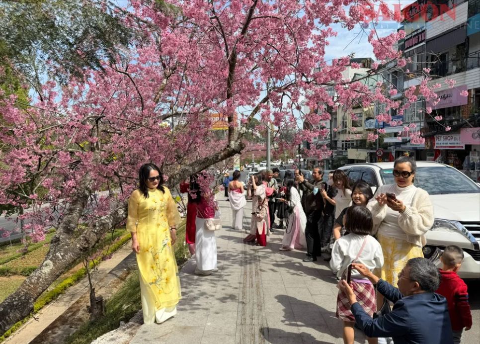 Du khách chen chân ngắm Mai anh đào Đà Lạt Du khách chen chân ngắm Mai anh đào Đà Lạt