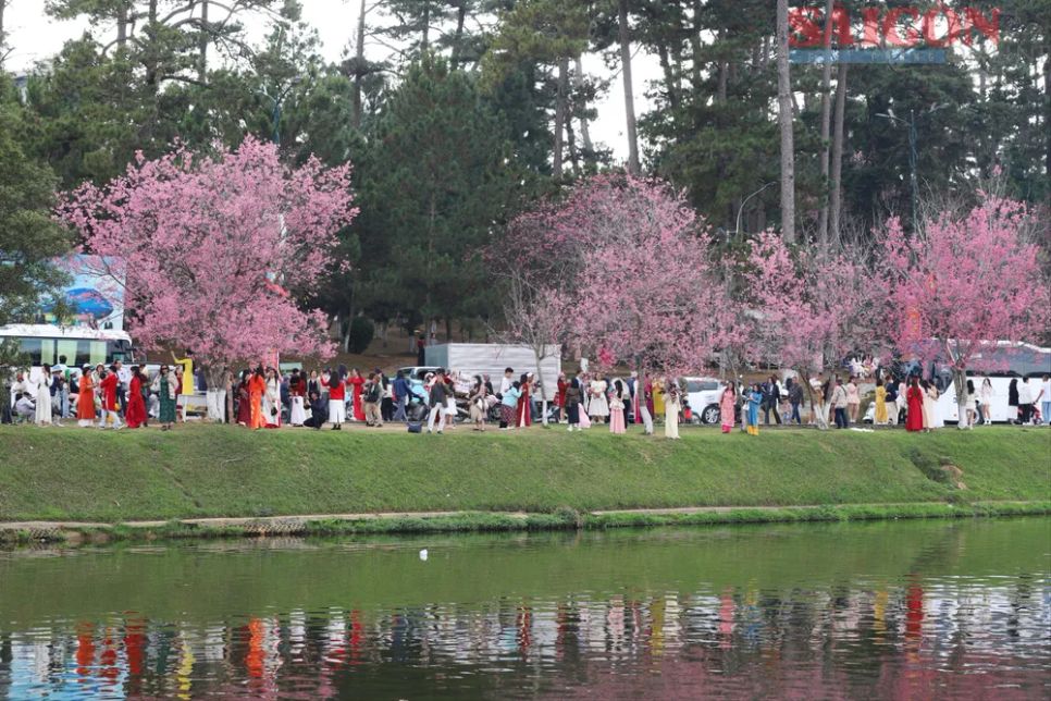 Du khách chen chân ngắm Mai anh đào Đà Lạt Du khách chen chân ngắm Mai anh đào Đà Lạt