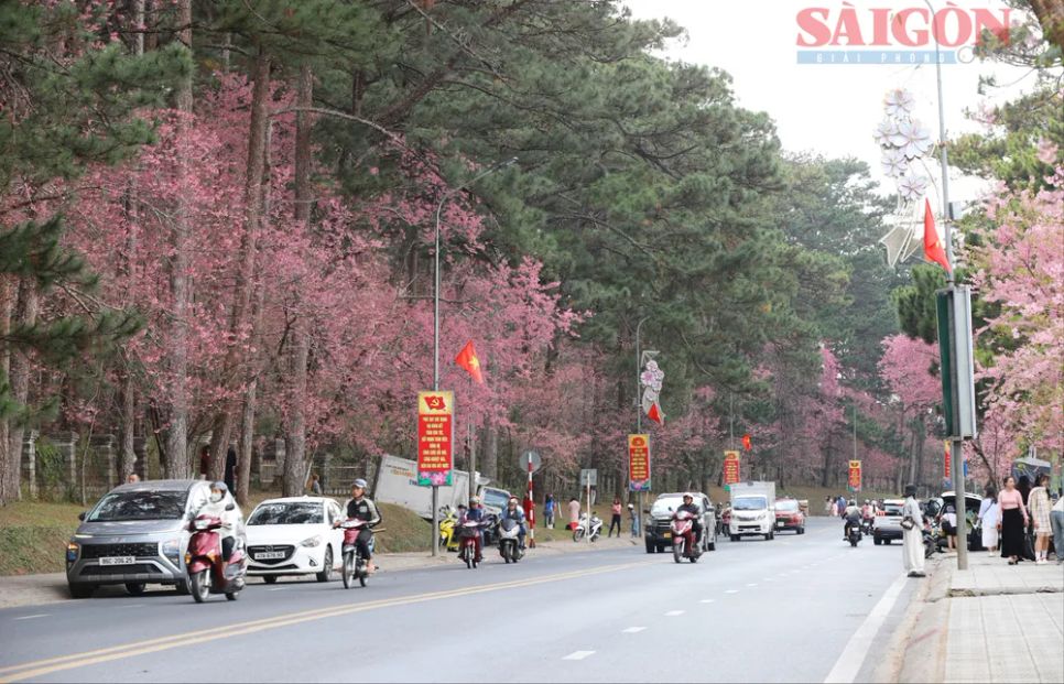 Du khách chen chân ngắm Mai anh đào Đà Lạt Du khách chen chân ngắm Mai anh đào Đà Lạt