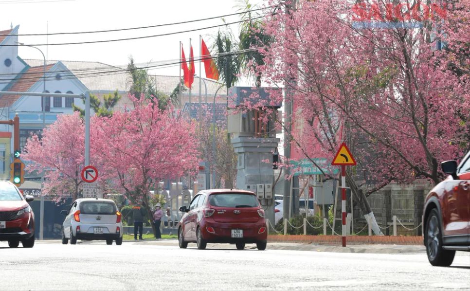 Du khách chen chân ngắm Mai anh đào Đà Lạt Du khách chen chân ngắm Mai anh đào Đà Lạt